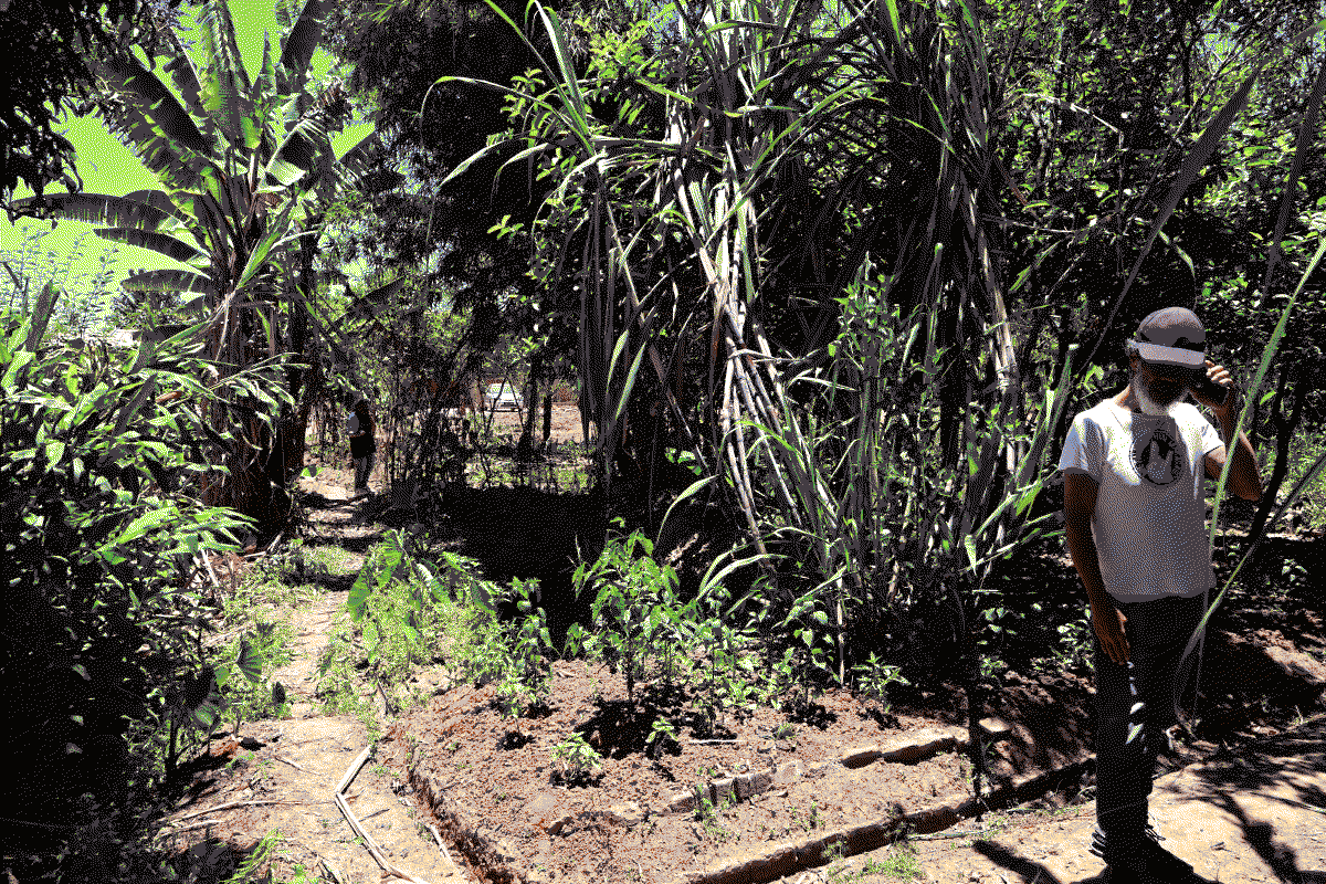 Photo de l'espace du terrain dédié à l'agriculture, on voit Donné Vy en casquette et tee-shirt sur la droite de la photo, au milieu de la végétation luxuriante