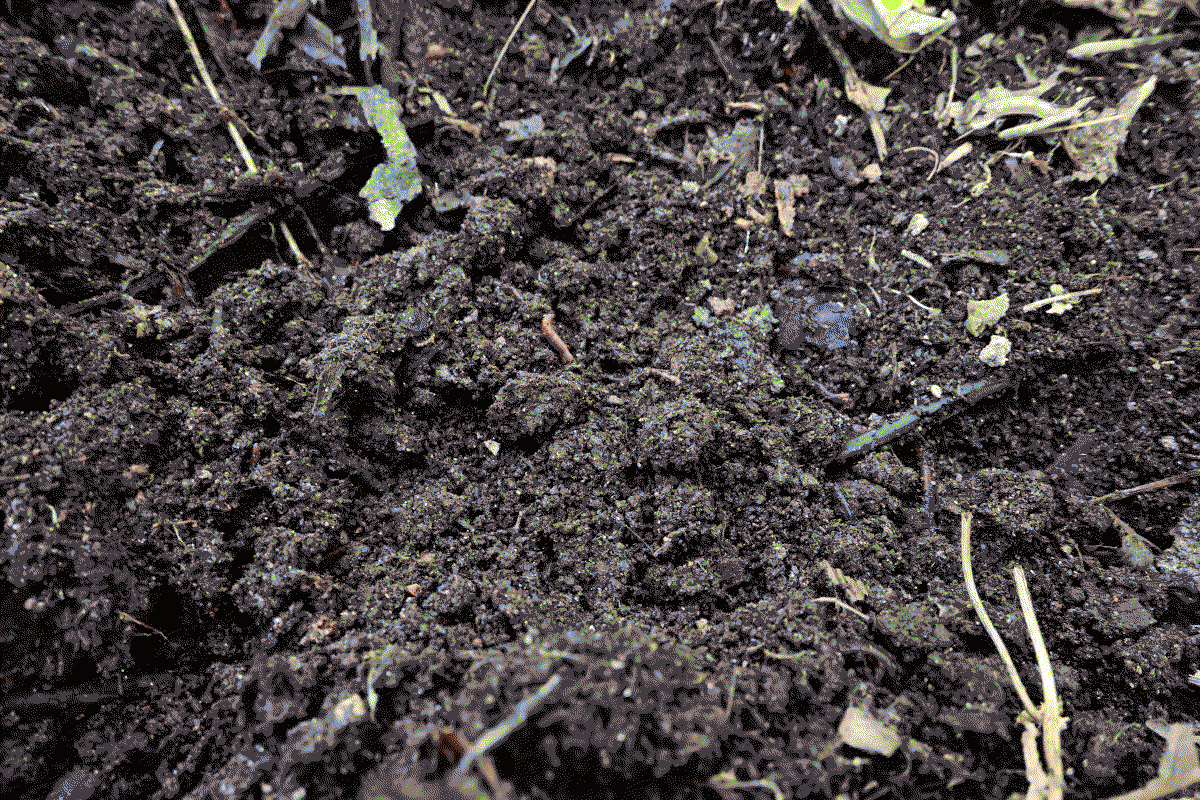 Photo du sol, on peut voir des lombrics sortir de la terre