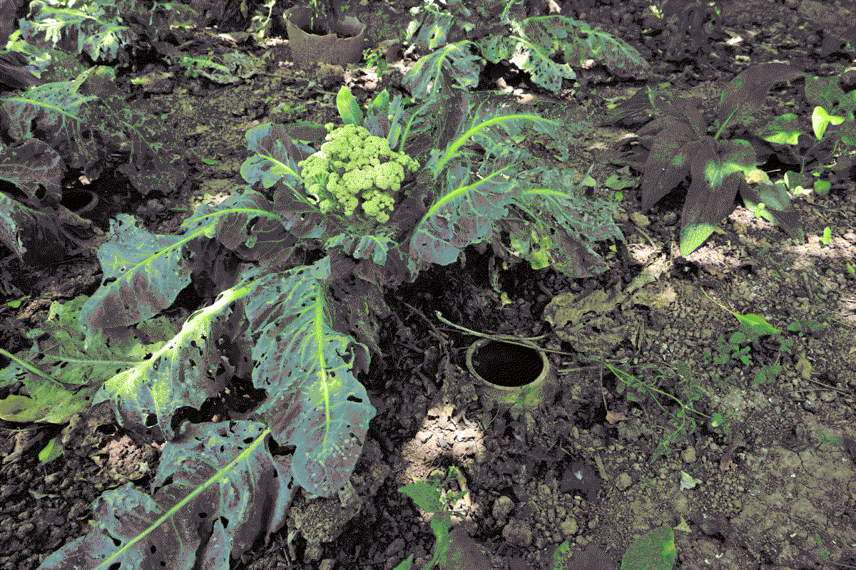 Photo d'un installation d'oyas, amphores enterrées utilisées en permaculture, près de plans de choux-fleurs