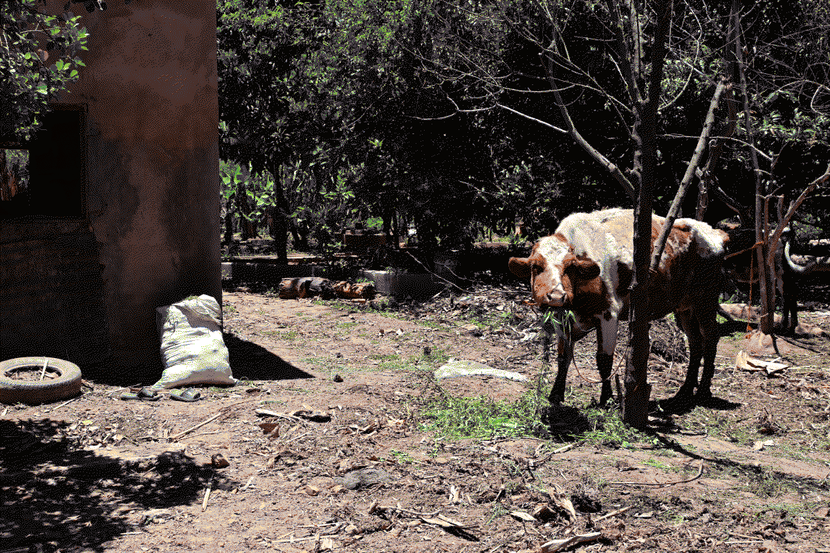 Photo d'une vache en train de brouter